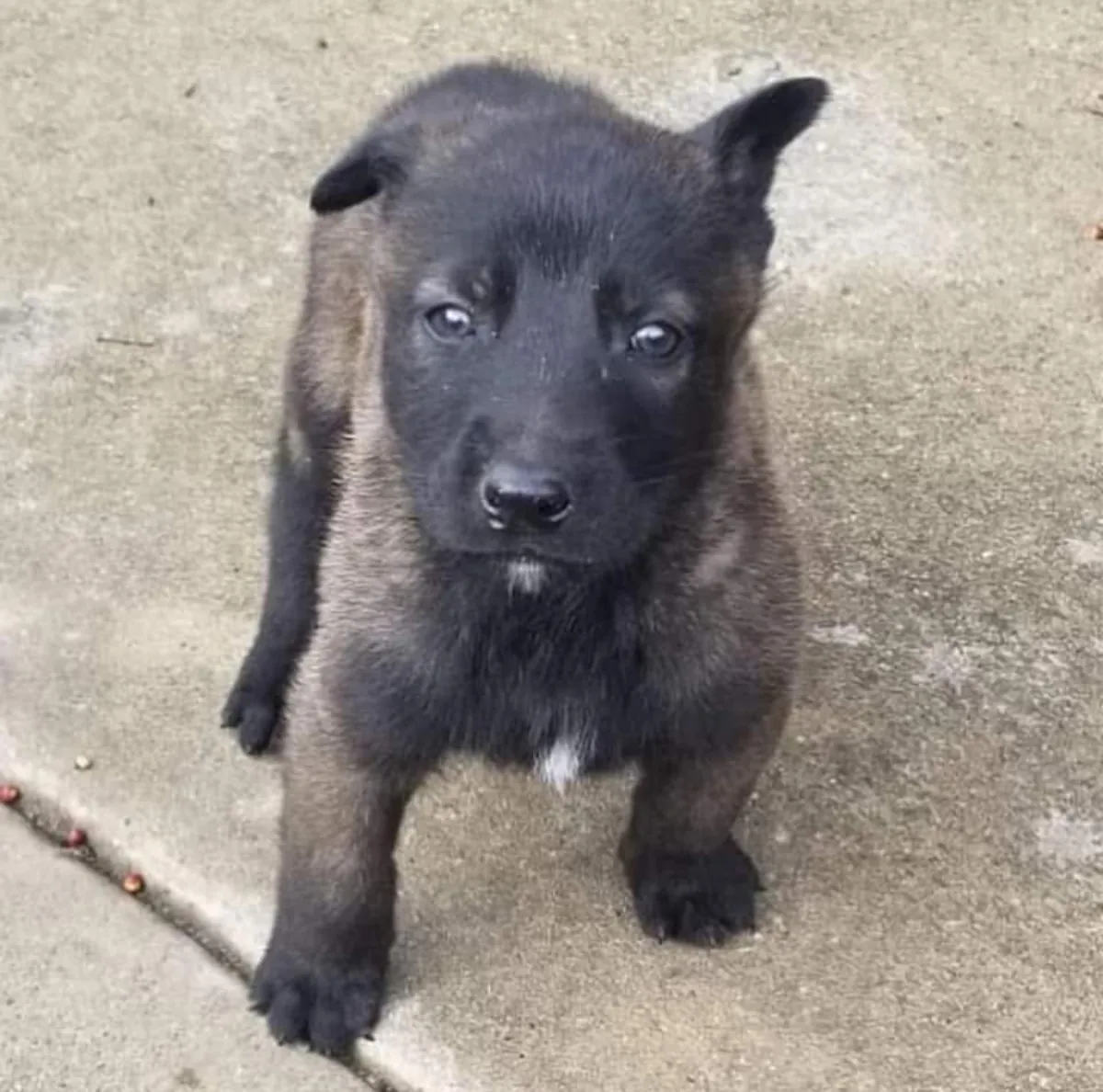 Anadolu çoban köpeği yavruları mevcuttur.