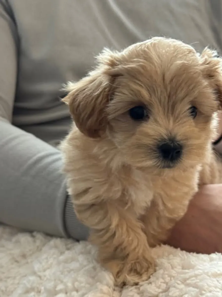 Cachorros Maltipoo