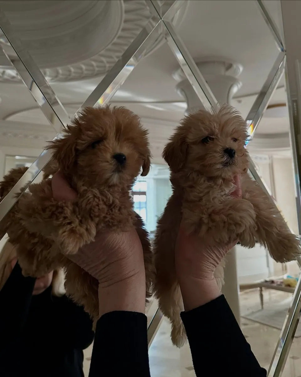 Cachorros Maltipoo