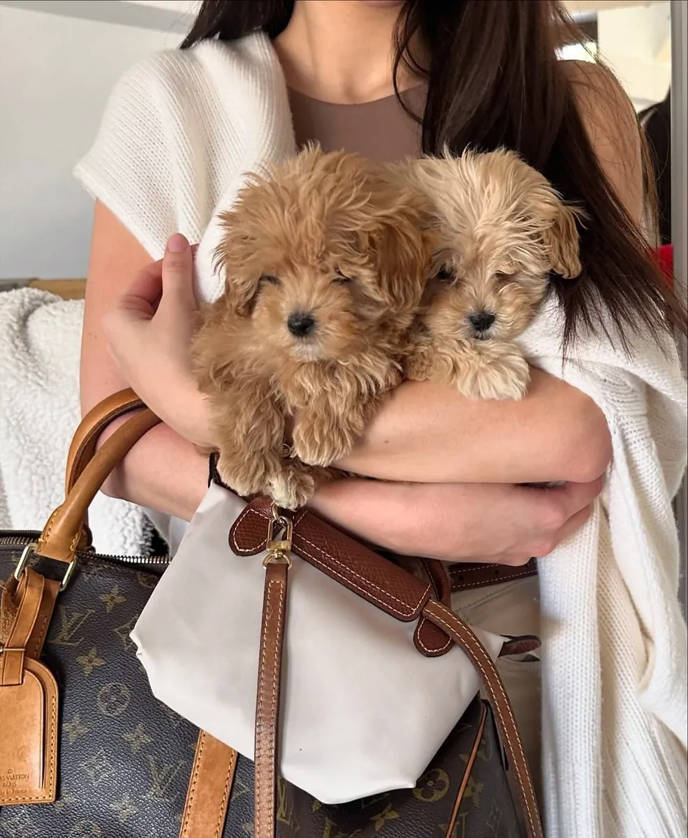 Cachorros Maltipoo