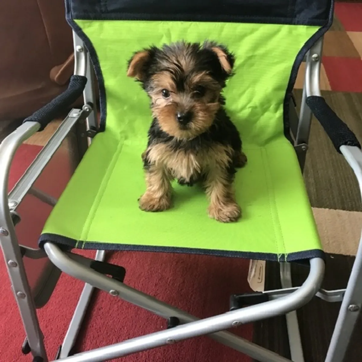 Очаровательные щенки йоркширского терьера 🐾❤️