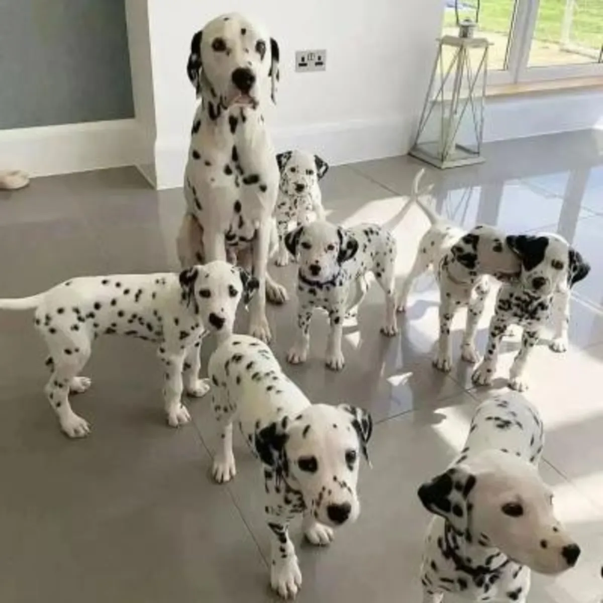 Les chiots dalmatiens sont maintenant prêts à rejoindre leurs nouvelles familles.