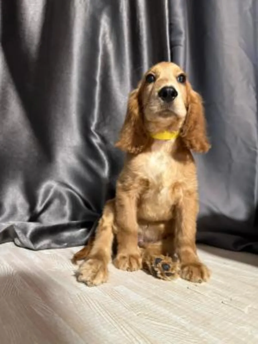 Cocker Spaniel Yavruları