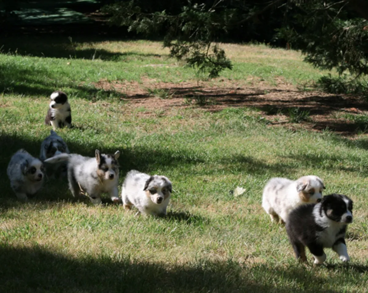 出售纯种澳大利亚牧羊犬幼犬，优秀血统
