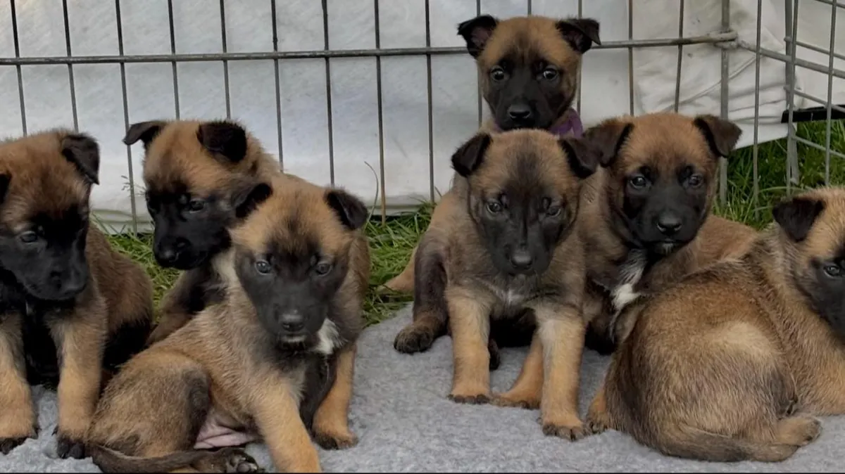 Jolis bébés Berger Malinois pure race