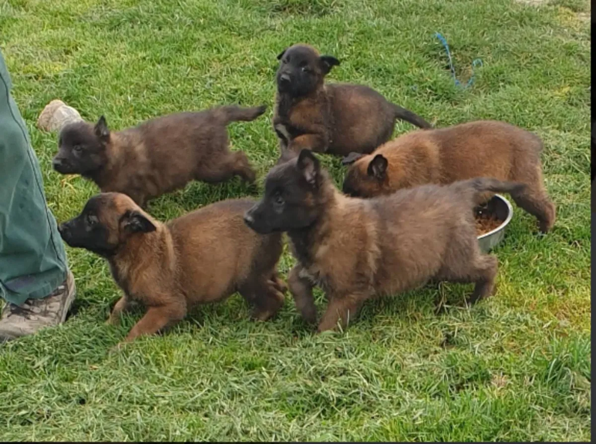 Jolis bébés Berger Malinois pure race