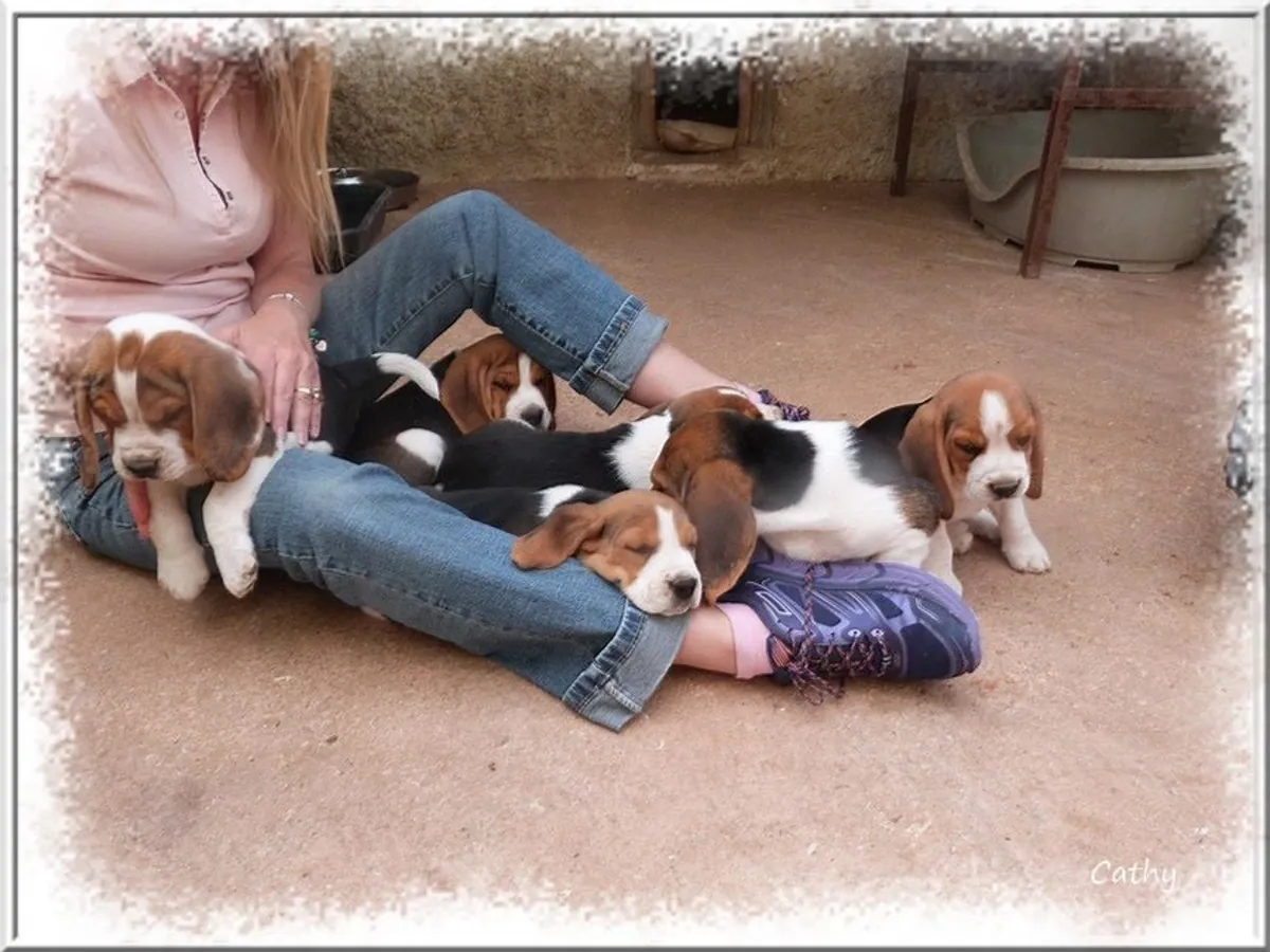 新的纯种比格犬幼崽