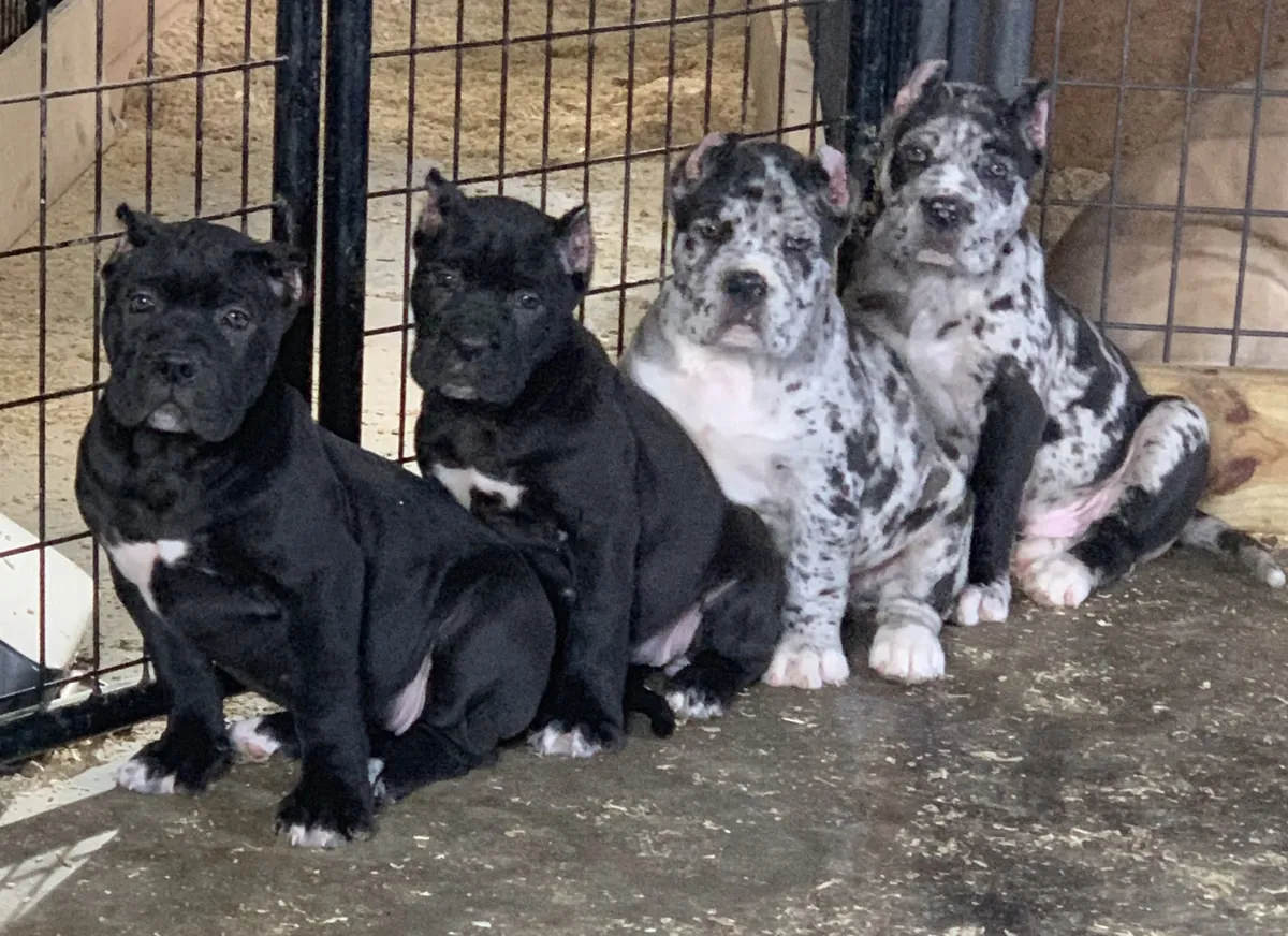 Mastiff puppy up for adoption from the shelter