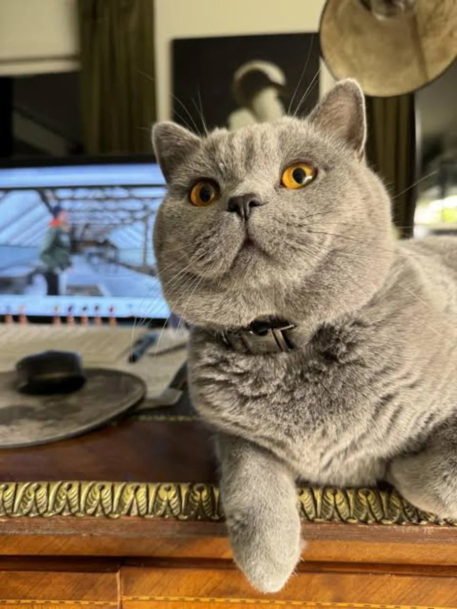 我们正在为我的纯种英国猫寻找合适的伴侣。