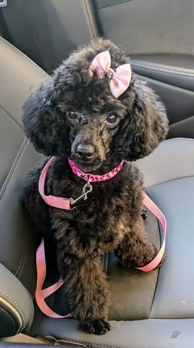 玩具贵宾犬繁育公告