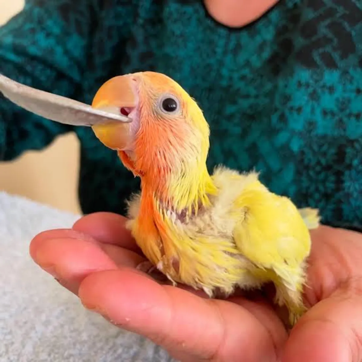 The most beautiful example of its kind is the Lovebird