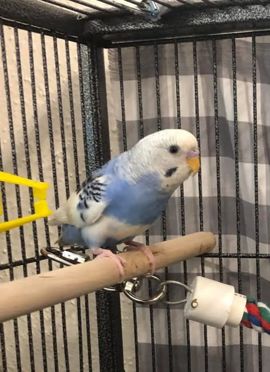 He fights with our child and doesn't get along