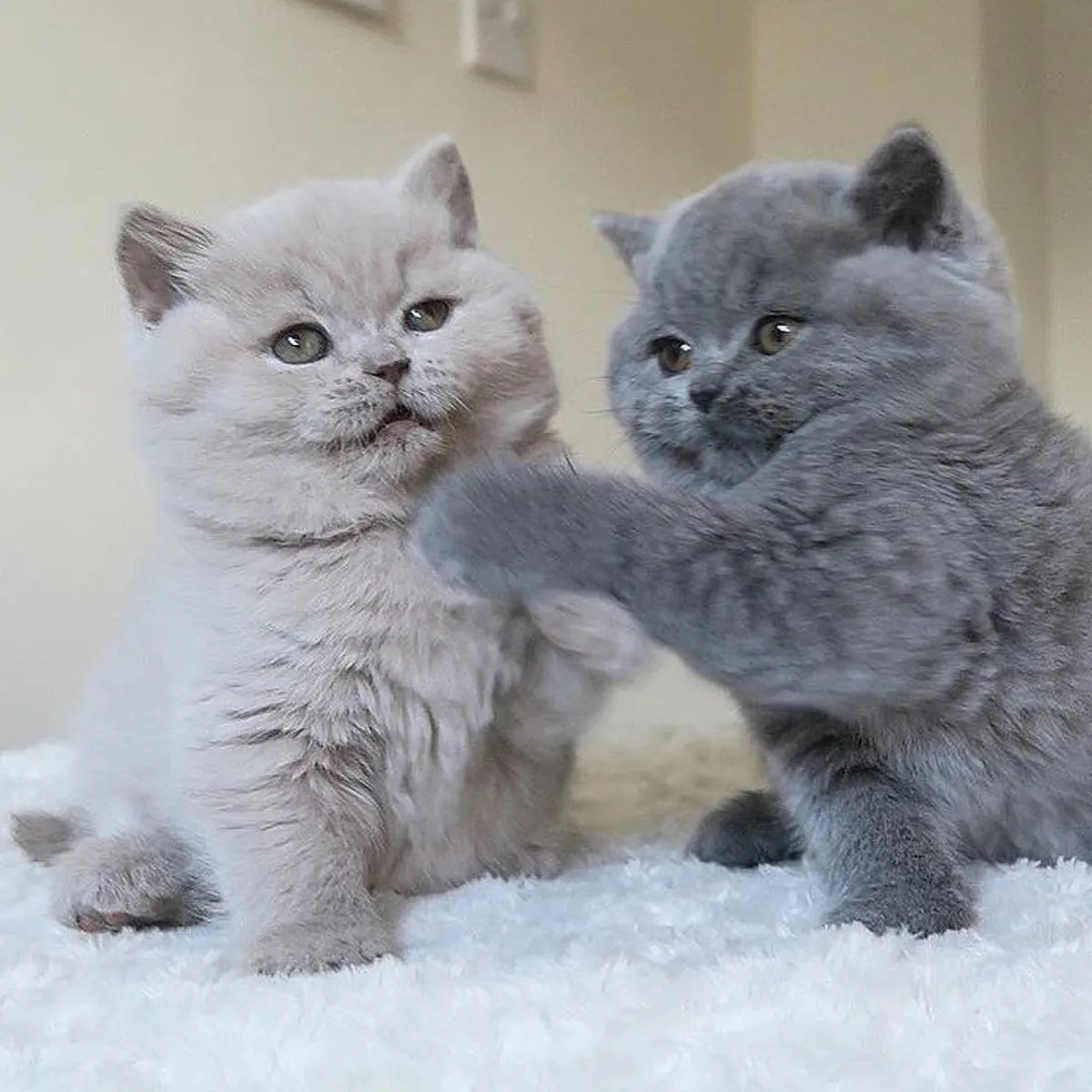 У нас есть милые и симпатичные британские короткошерстные котята, которые отлично подойдут для переодевания.