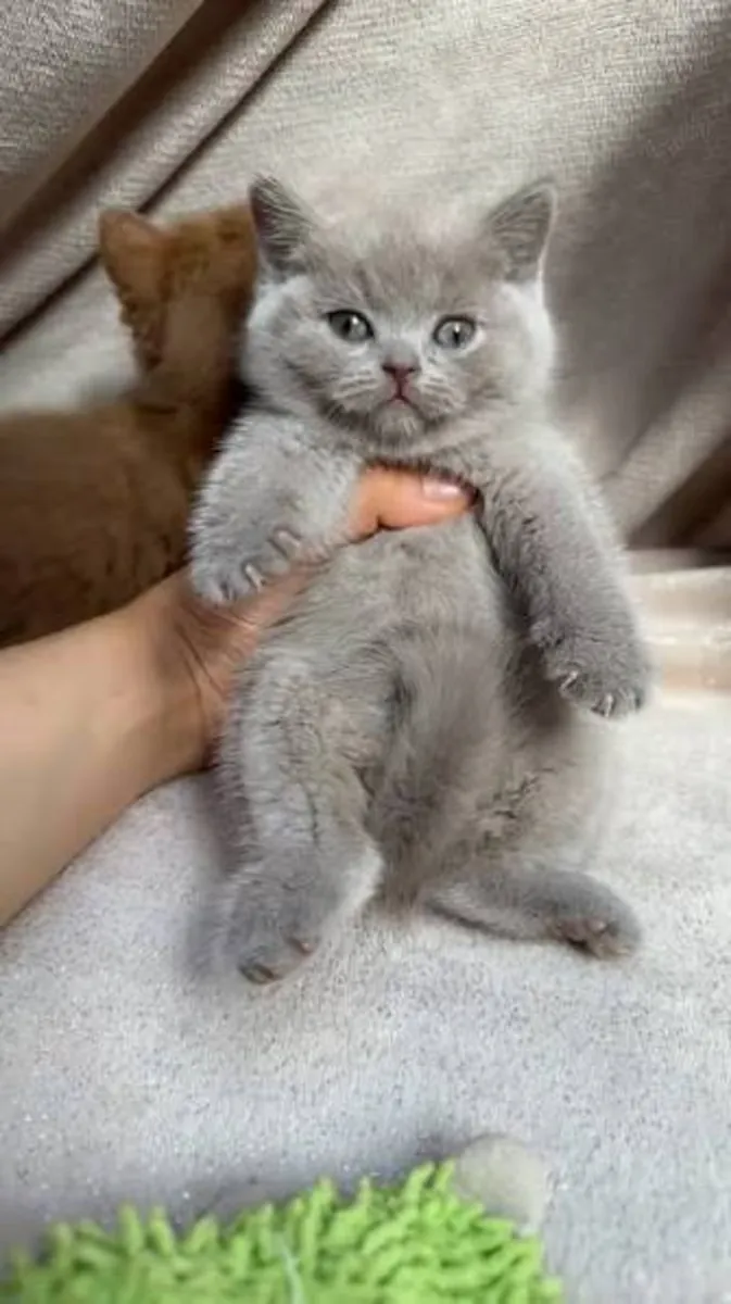 У нас есть милые и симпатичные британские короткошерстные котята, которые отлично подойдут для переодевания.