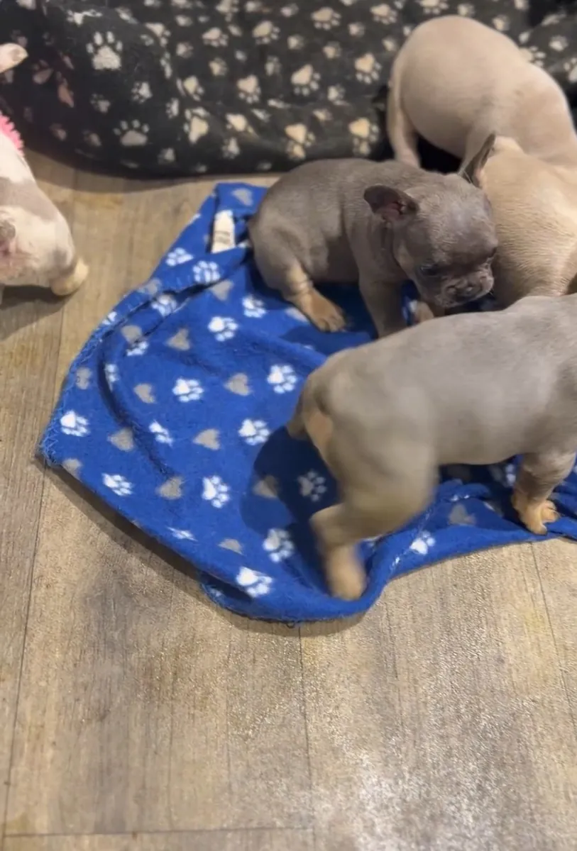 Distinctive piebald pattern on doxie pup