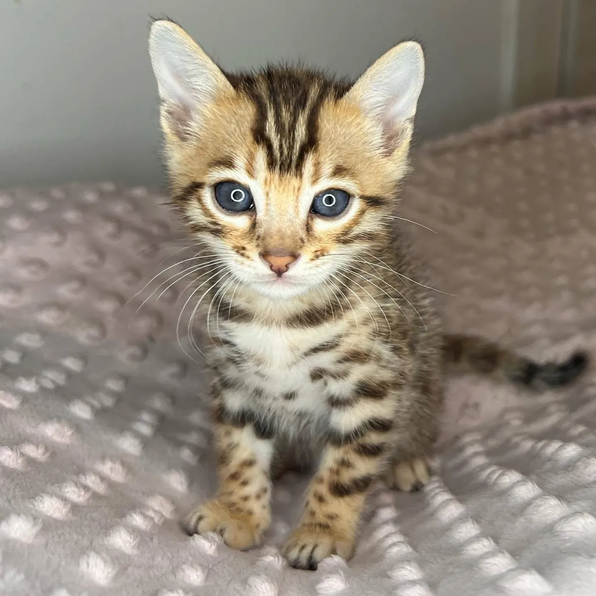 Chatons du Bengale à adopter