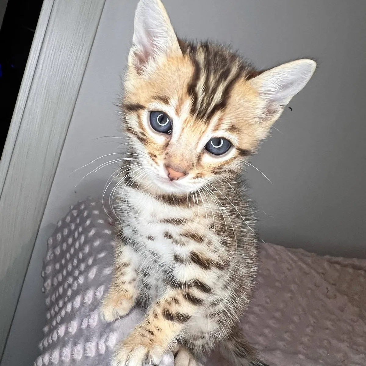 Chatons du Bengale à adopter