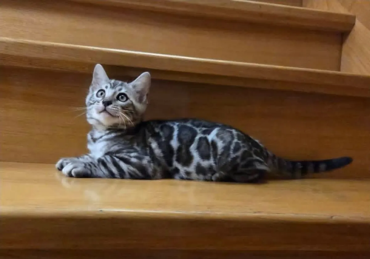 Милые бенгальские котята ищут новый дом.
