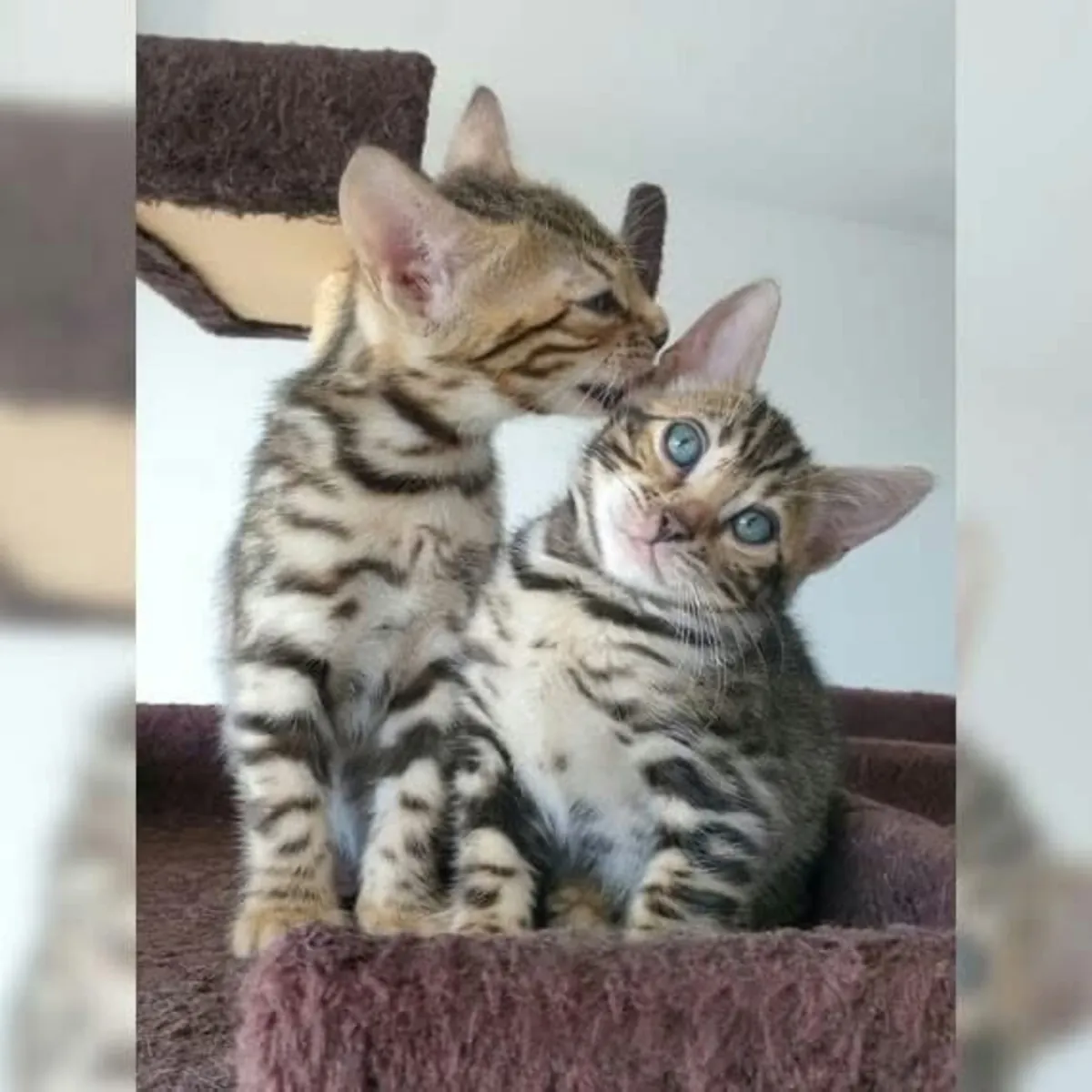Bengal kitten’s available