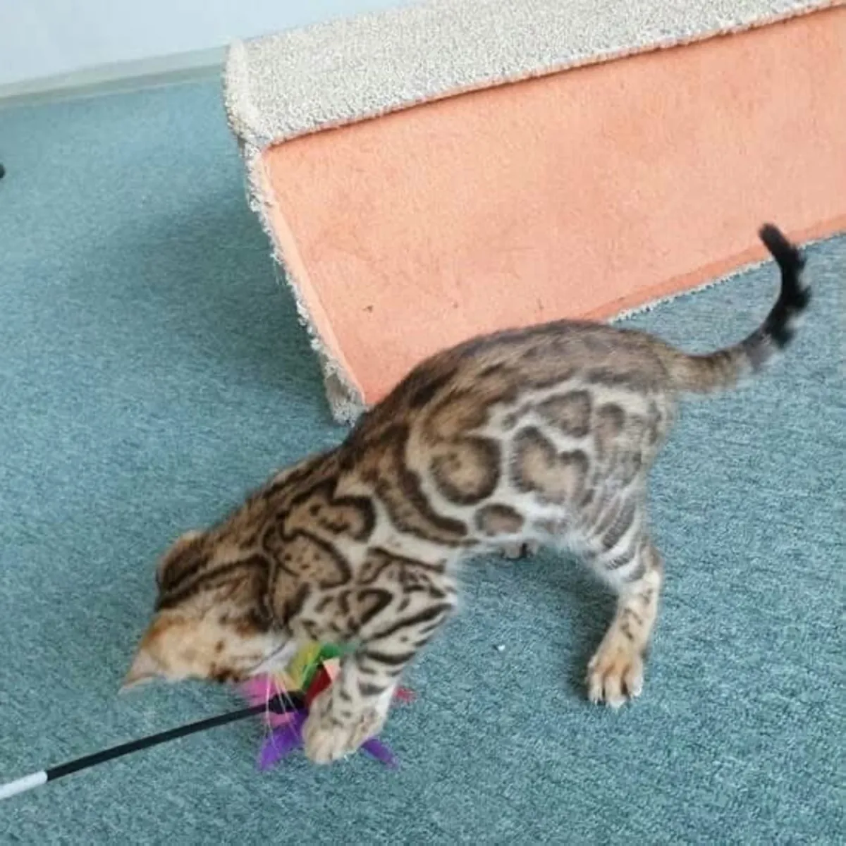 Bengal kitten’s available