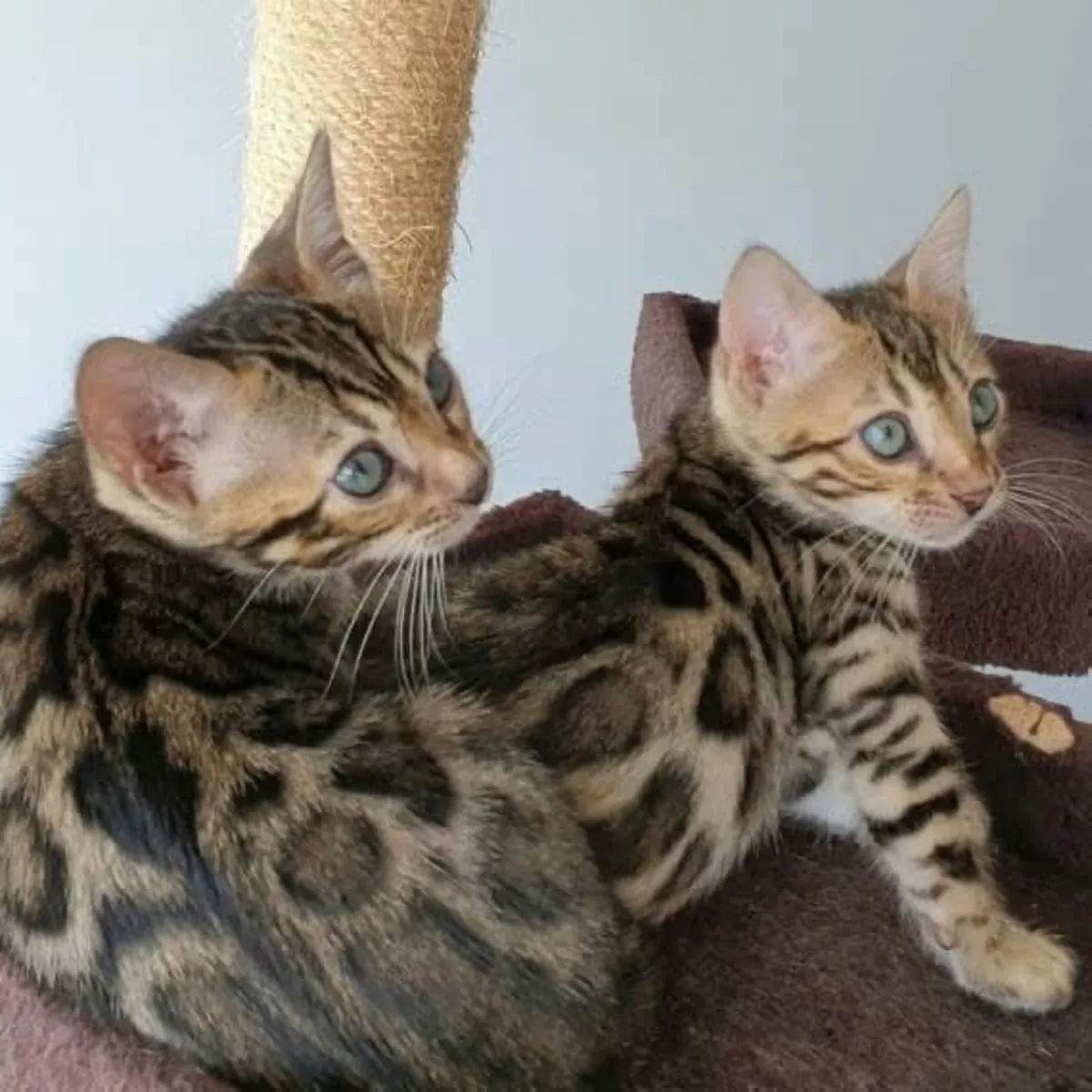 Bengal kitten’s available