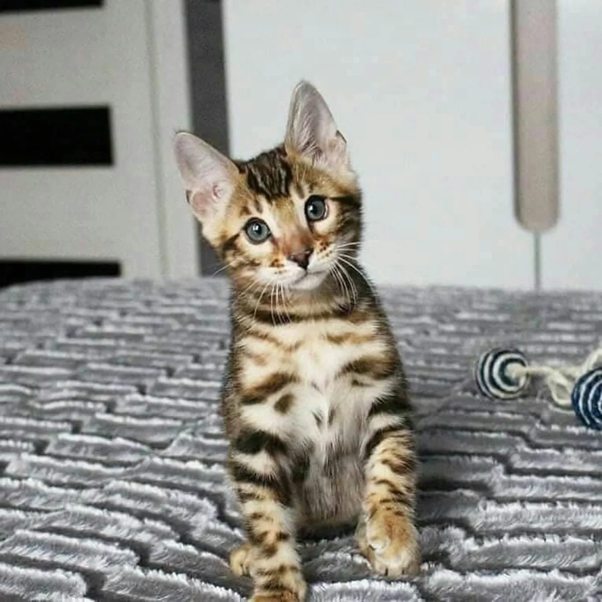 Adorable Bengal kitten’s available