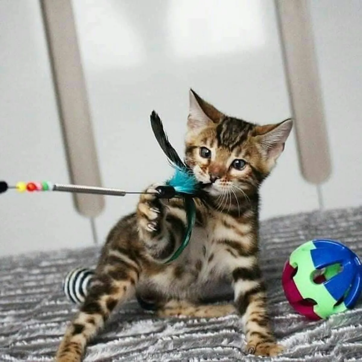 Adorable Bengal kitten’s available
