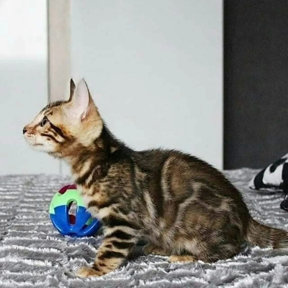 Adorable Bengal kitten’s available
