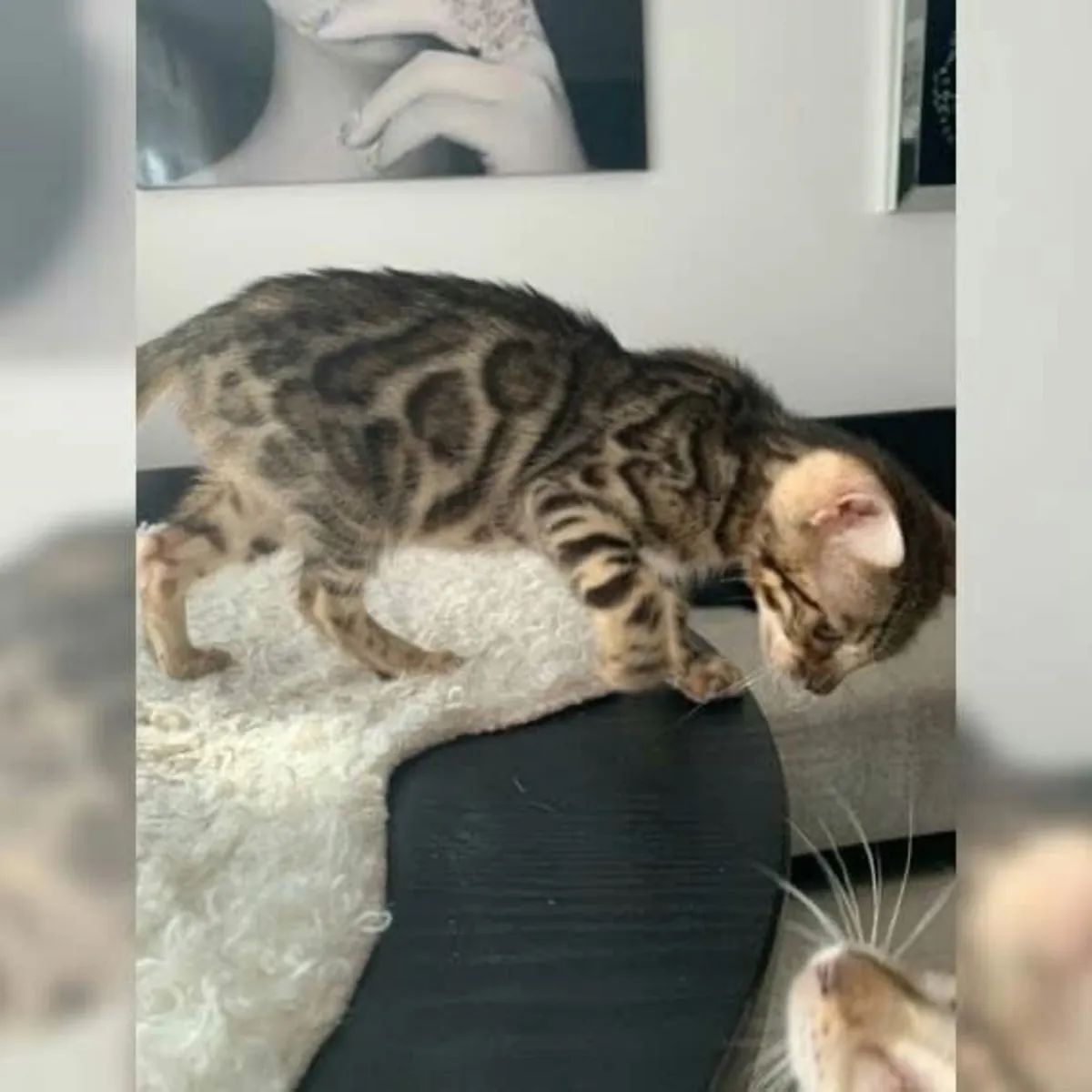Бесценные бенгальские котята доступны для продажи.