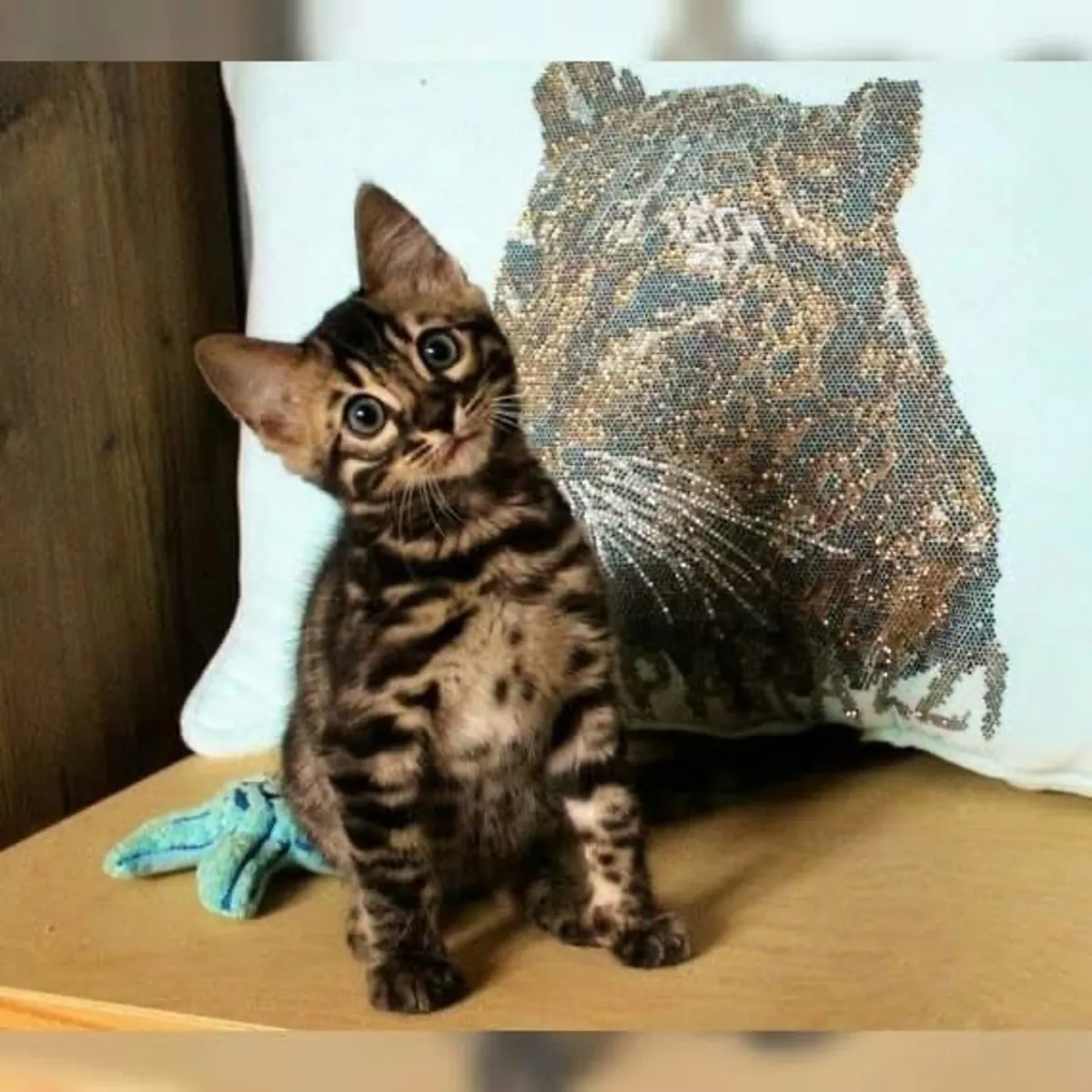 Бесценные бенгальские котята доступны для продажи.