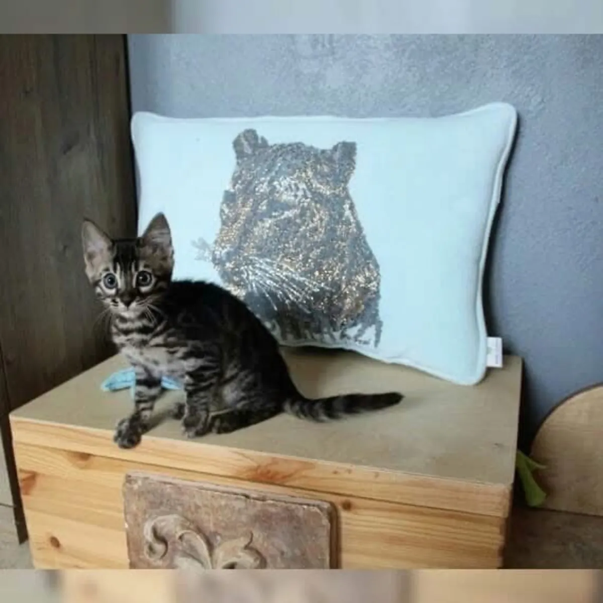 Бесценные бенгальские котята доступны для продажи.