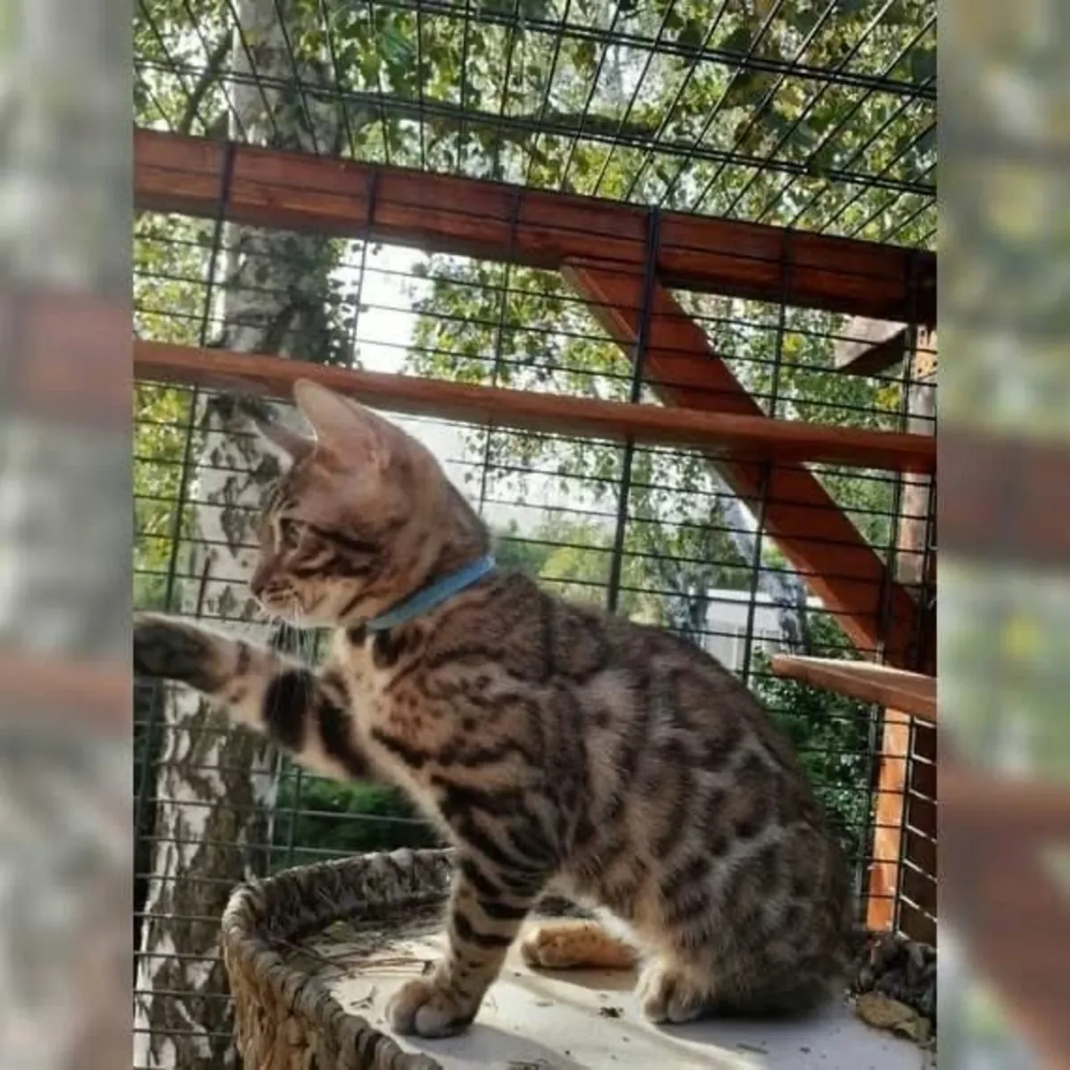 Продаются очаровательные бенгальские котята.