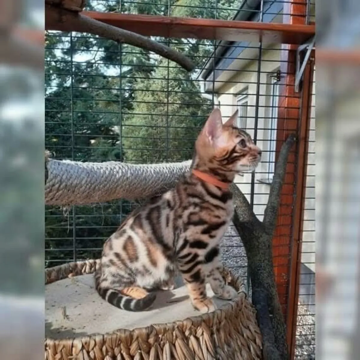 Продаются очаровательные бенгальские котята.