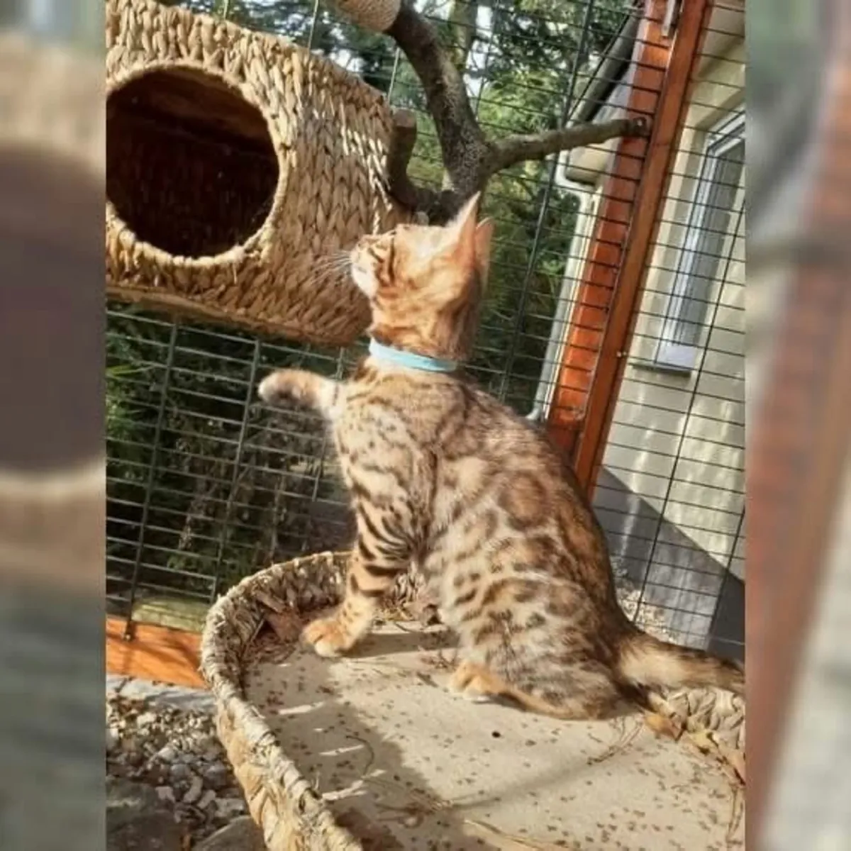 Продаются очаровательные бенгальские котята.