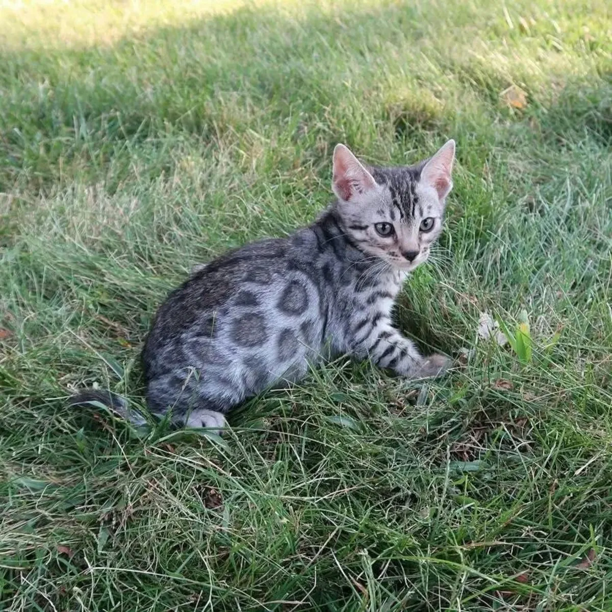 Chatons Bengal adorables disponibles