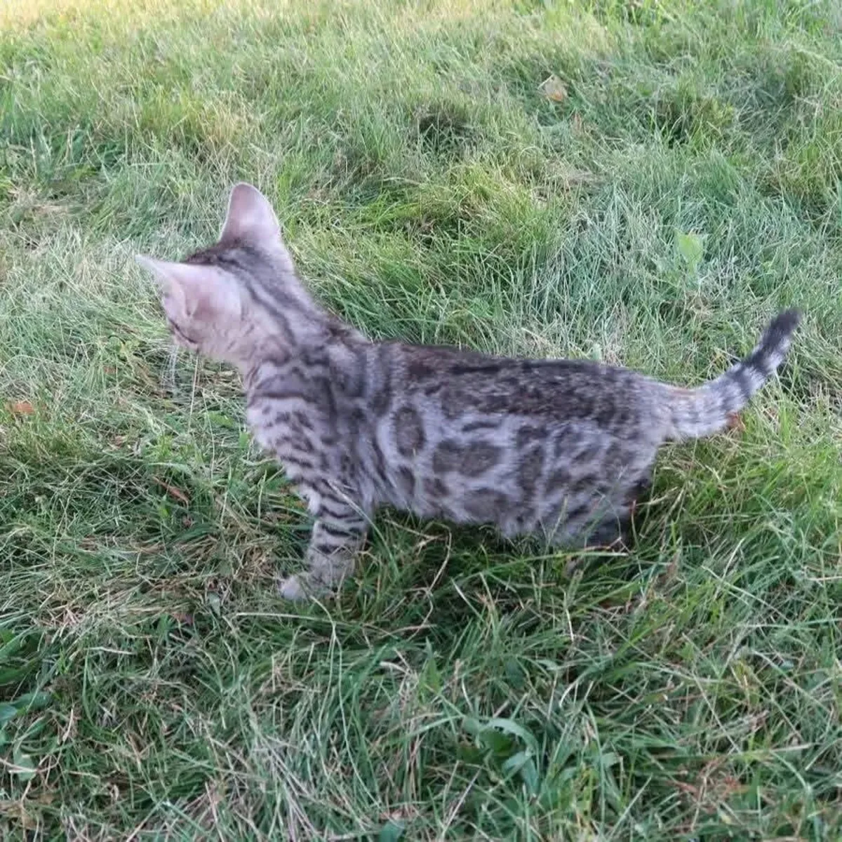 Chatons Bengal adorables disponibles