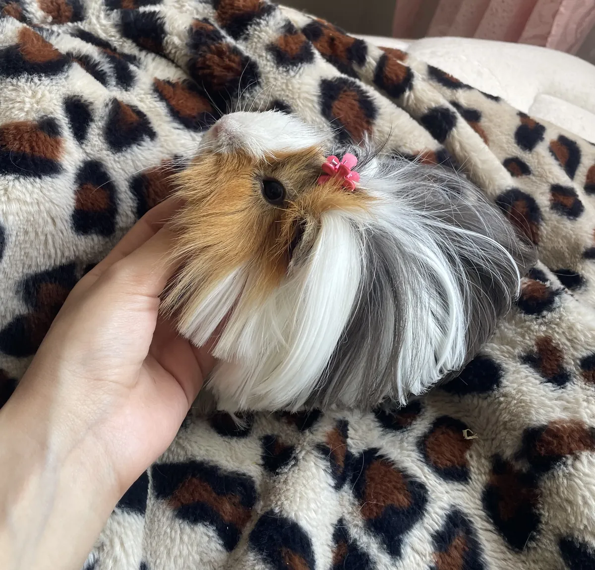 温顺的豚鼠