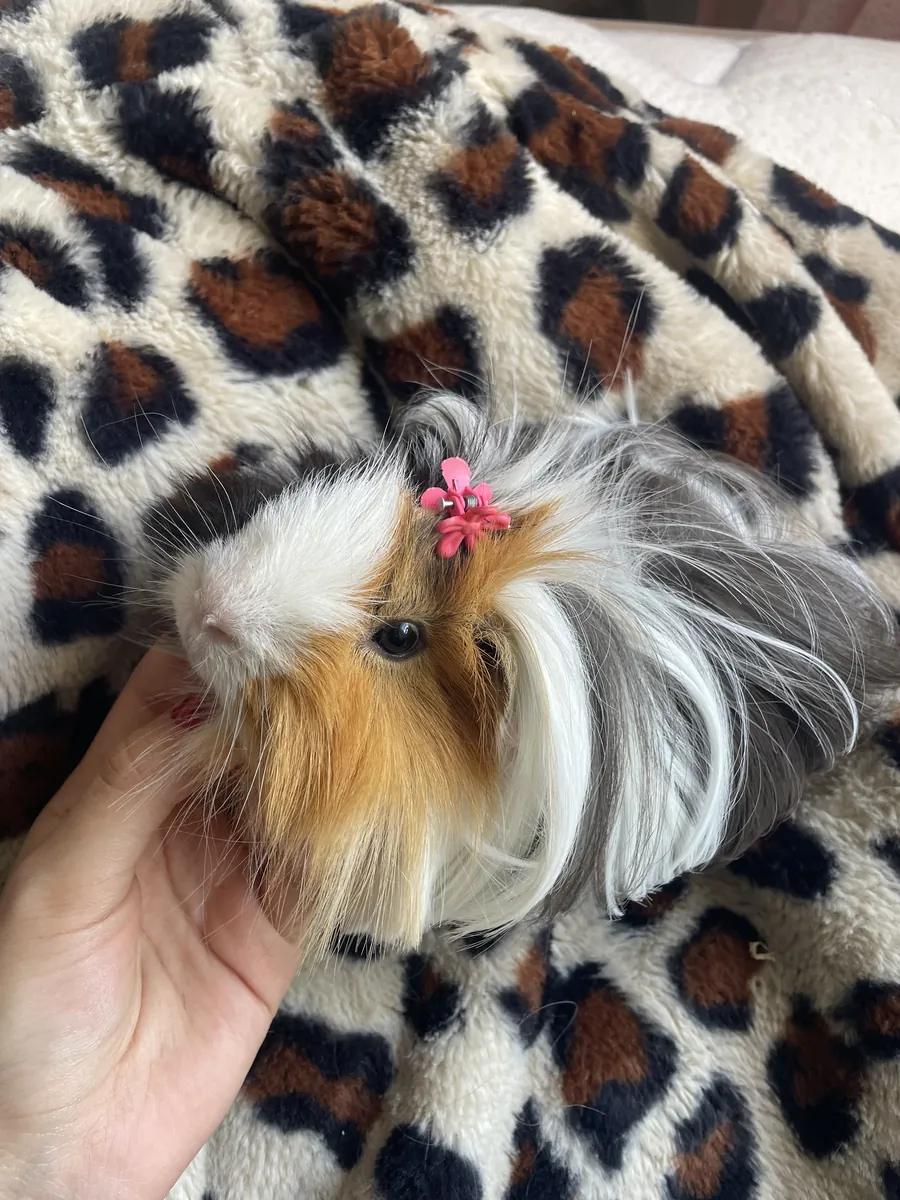 温顺的豚鼠