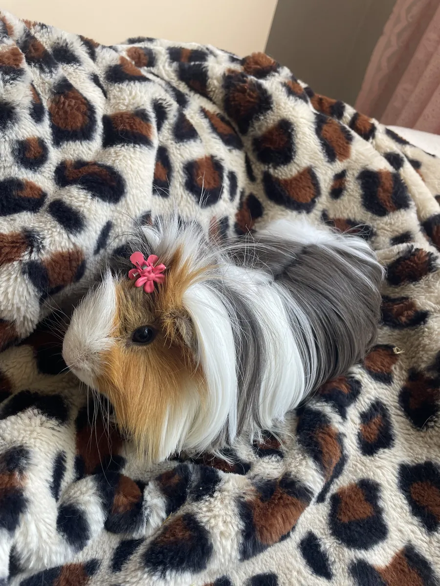 温顺的豚鼠