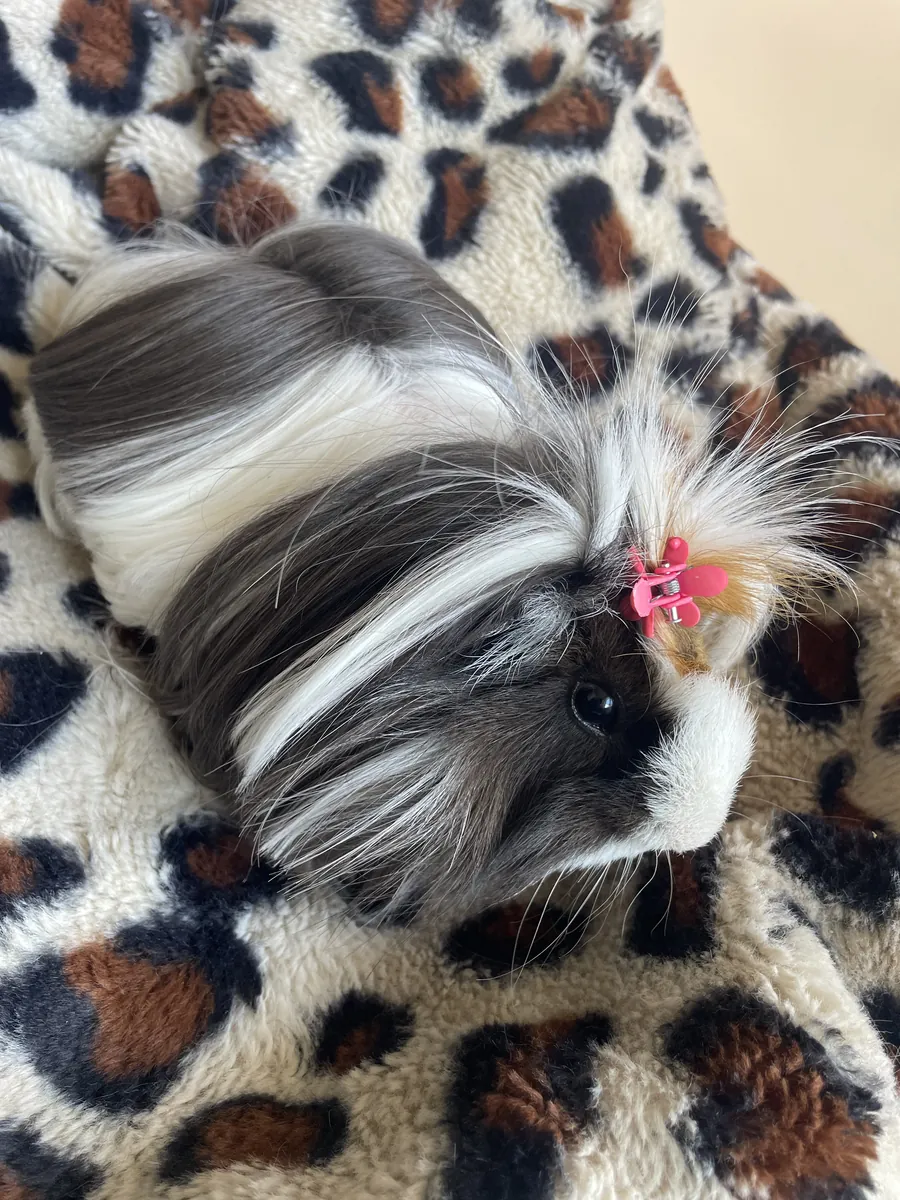 温顺的豚鼠