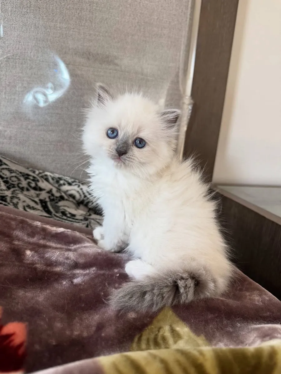 Gorgeous Ragdoll kitten’s available