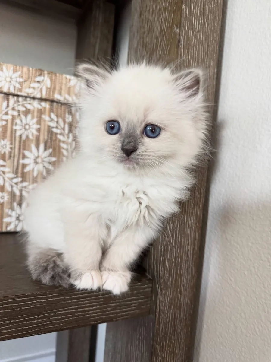 Gorgeous Ragdoll kitten’s available