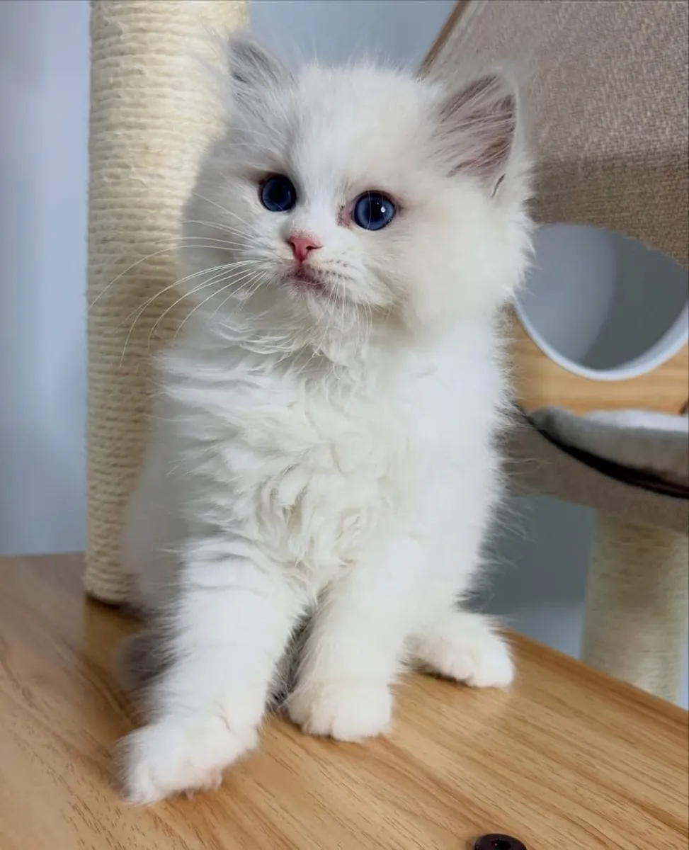 Gorgeous Ragdoll kitten’s available