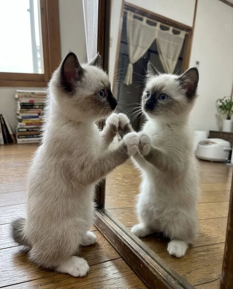 Gorgeous Ragdoll kitten’s available