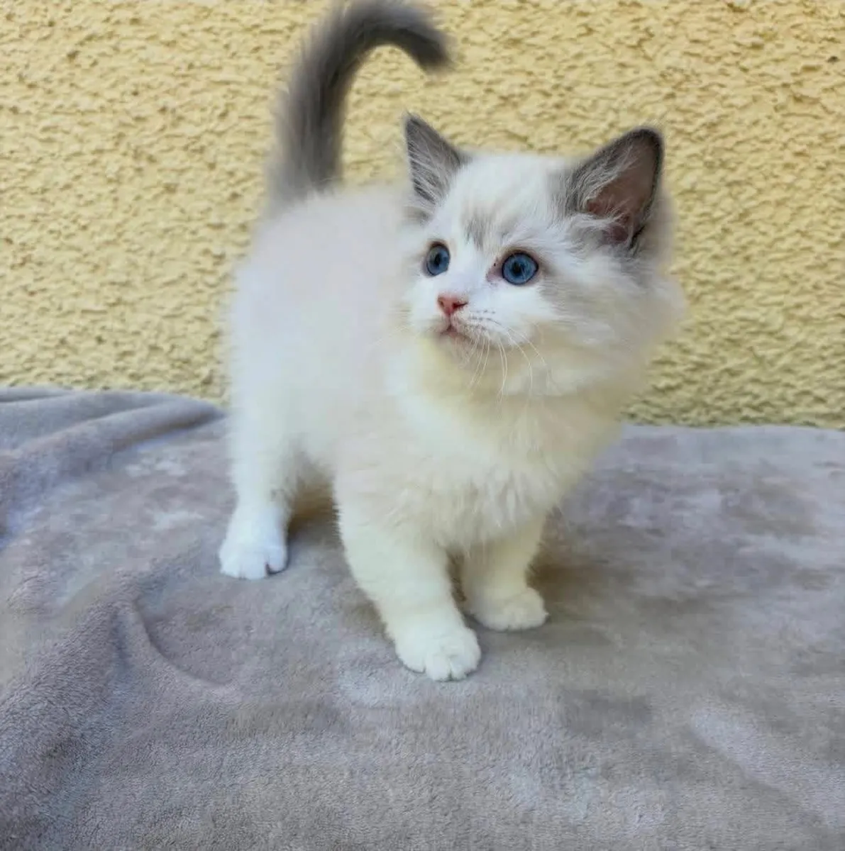 Продаются очаровательные котята породы рэгдолл.