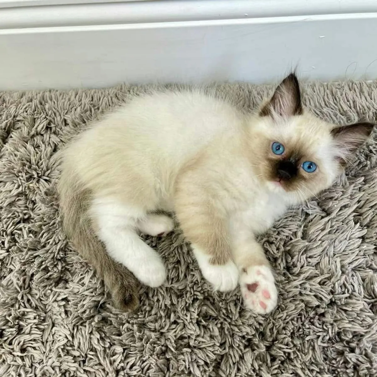 布偶猫幼崽出售