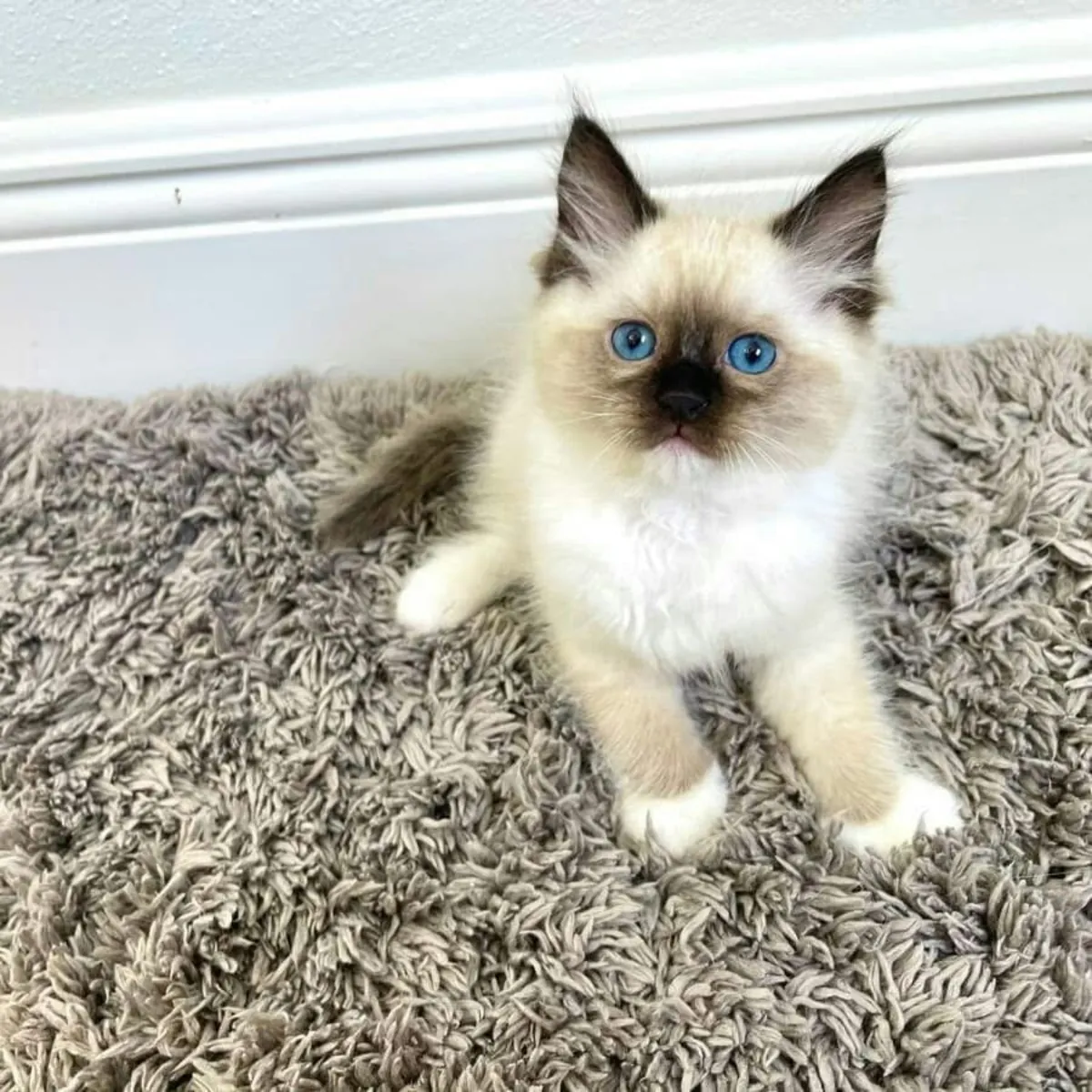 布偶猫幼崽出售