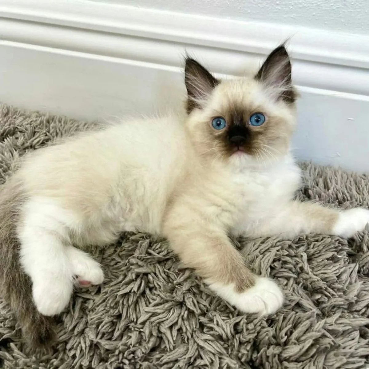 布偶猫幼崽出售