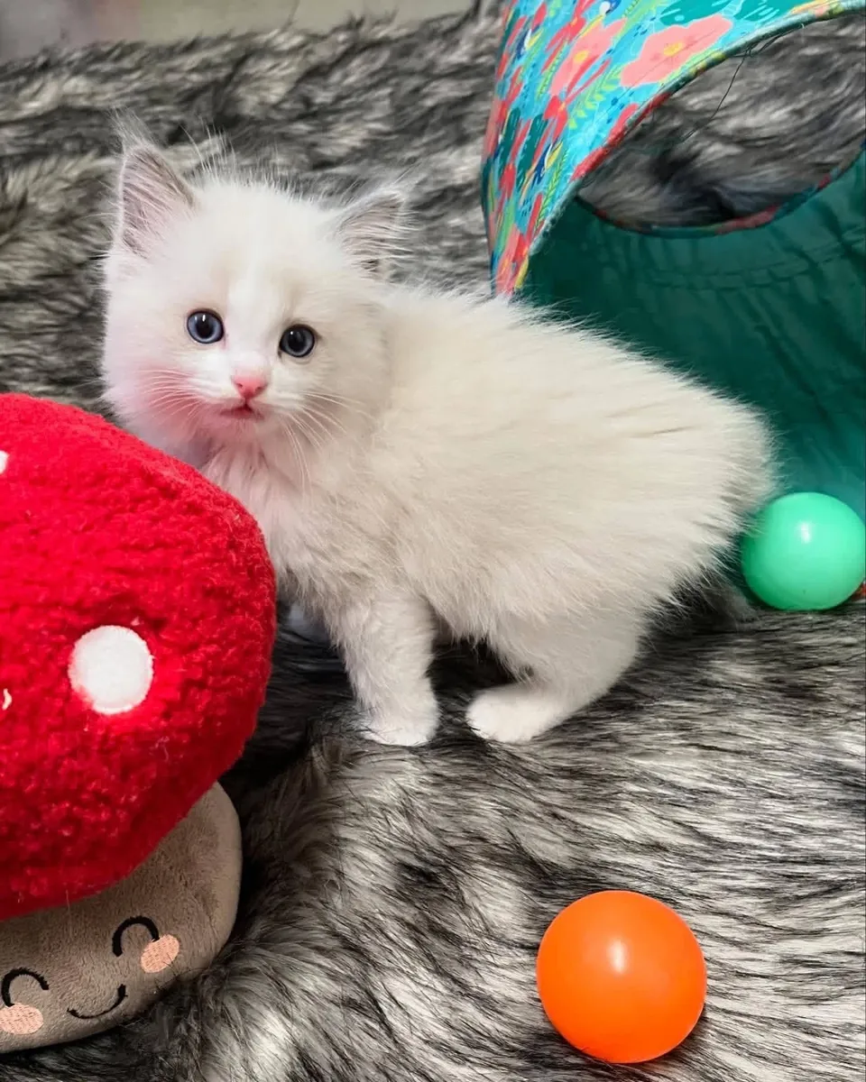 Cute Male and female Ragdoll kitten’s available