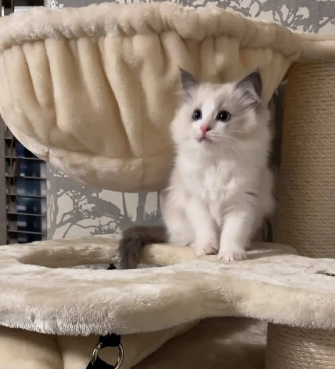 Cute Male and female Ragdoll kitten’s available